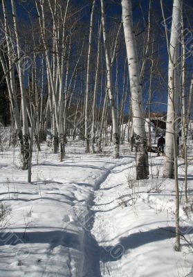 Snowshoe hiker, shadows of aspens