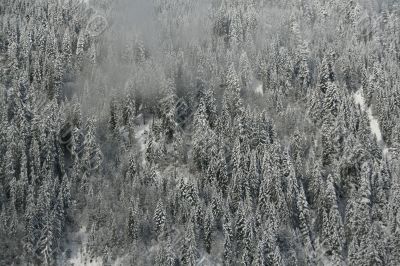 New snow on conifer forests