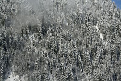 New snow on conifer forests