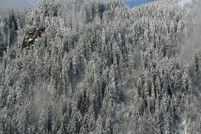 New snow on conifer forests