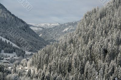 New snow on conifer forests