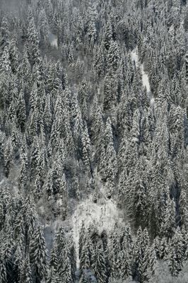 New snow on conifer forests