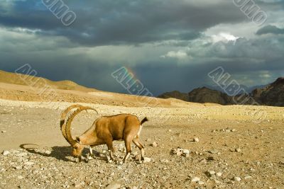The goat has found meal The goat has found meal