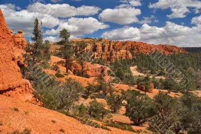 Coniferous woods on red clay.