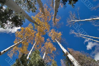 White trunks and yellow leaves.