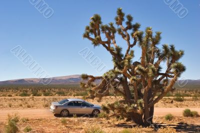 Dusty road to desert. Dusty road to desert.