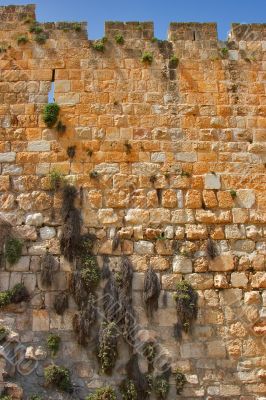 The grass growing on a wall.