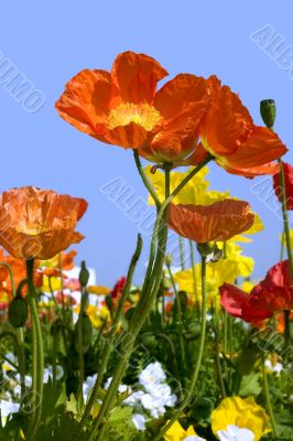Spring poppies