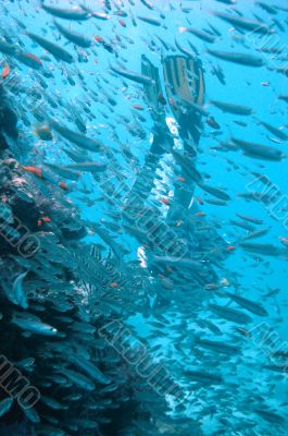 diver