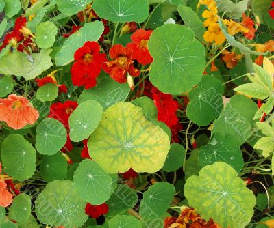 Lush flora of red and yellow nasturtiums