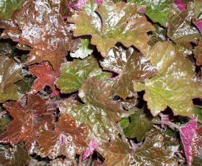 Background. Colored wet leafage in autumnal garden