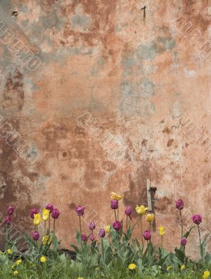 grunge wall with tulips