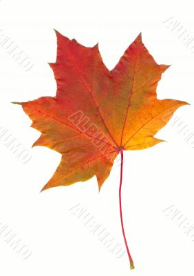 Autumn maple leaf