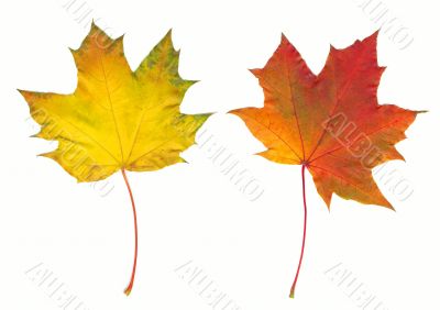 Autumn maple leaf