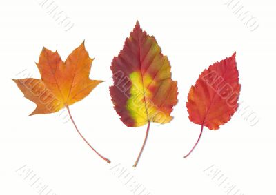 Autumn different leaves