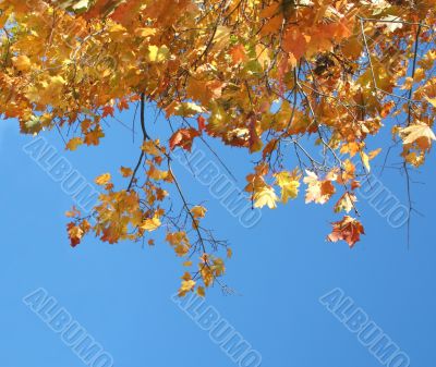 Autumn background