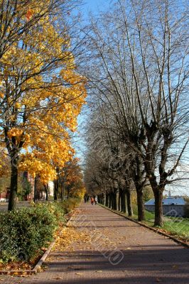 Autumn alley