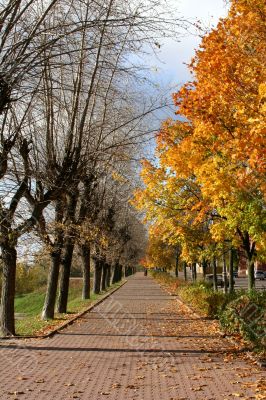 Autumn alley