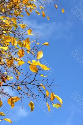 Autumn background