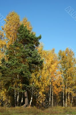 Autumn trees