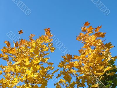 Yellow trees