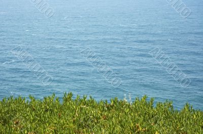 background of sea and grass