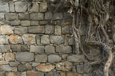 background of ancient wall and roots