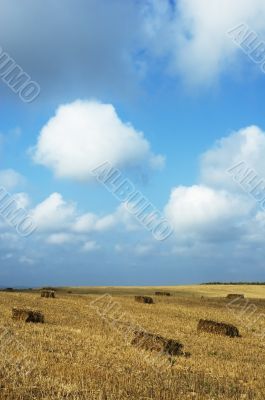 wheat field