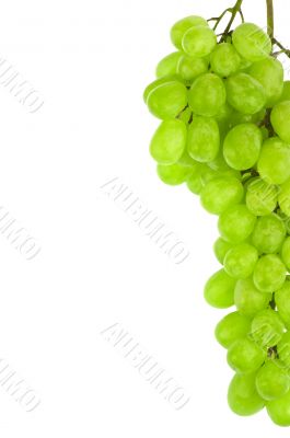 white grape detail isolated on white