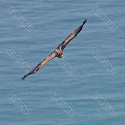 Vulture in flight