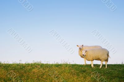 two sheep posing