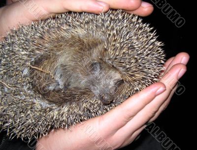 The scared wild hedgehog in human hands