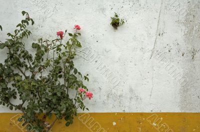 background of grunge wall and rose bush