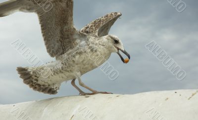 seagull