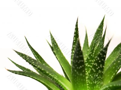 aloe vera leaves detailed