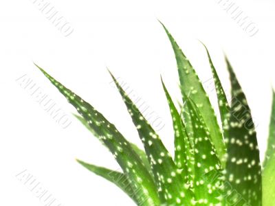 aloe vera leaves, detailed