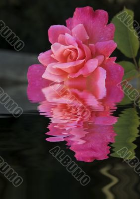 rose reflecting in the water