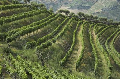 wine terraces