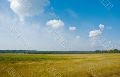 rural landscape