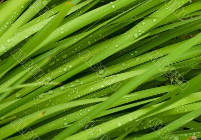 droplets on grass - shallow focus