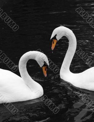 two swans