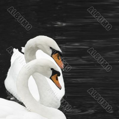 two swans