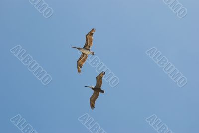 pelicans