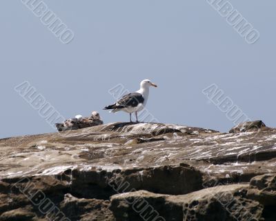 birds on the rock