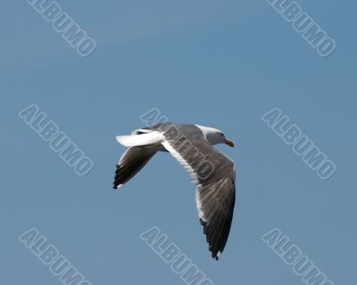 bird