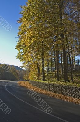 autumn road