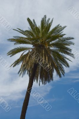 palmtree over blue skies