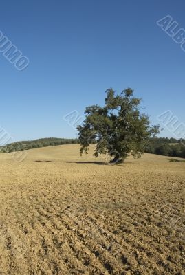 olive tree in a field - typical tuscan lanscape