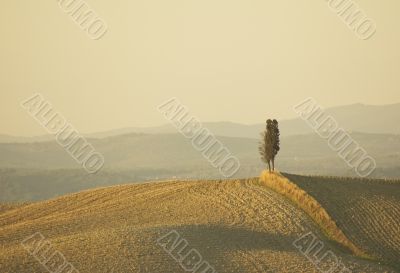 lonely cypress tree in hill - typical tuscan landscape