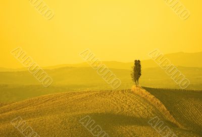 tuscan landscape in yellow sunset light